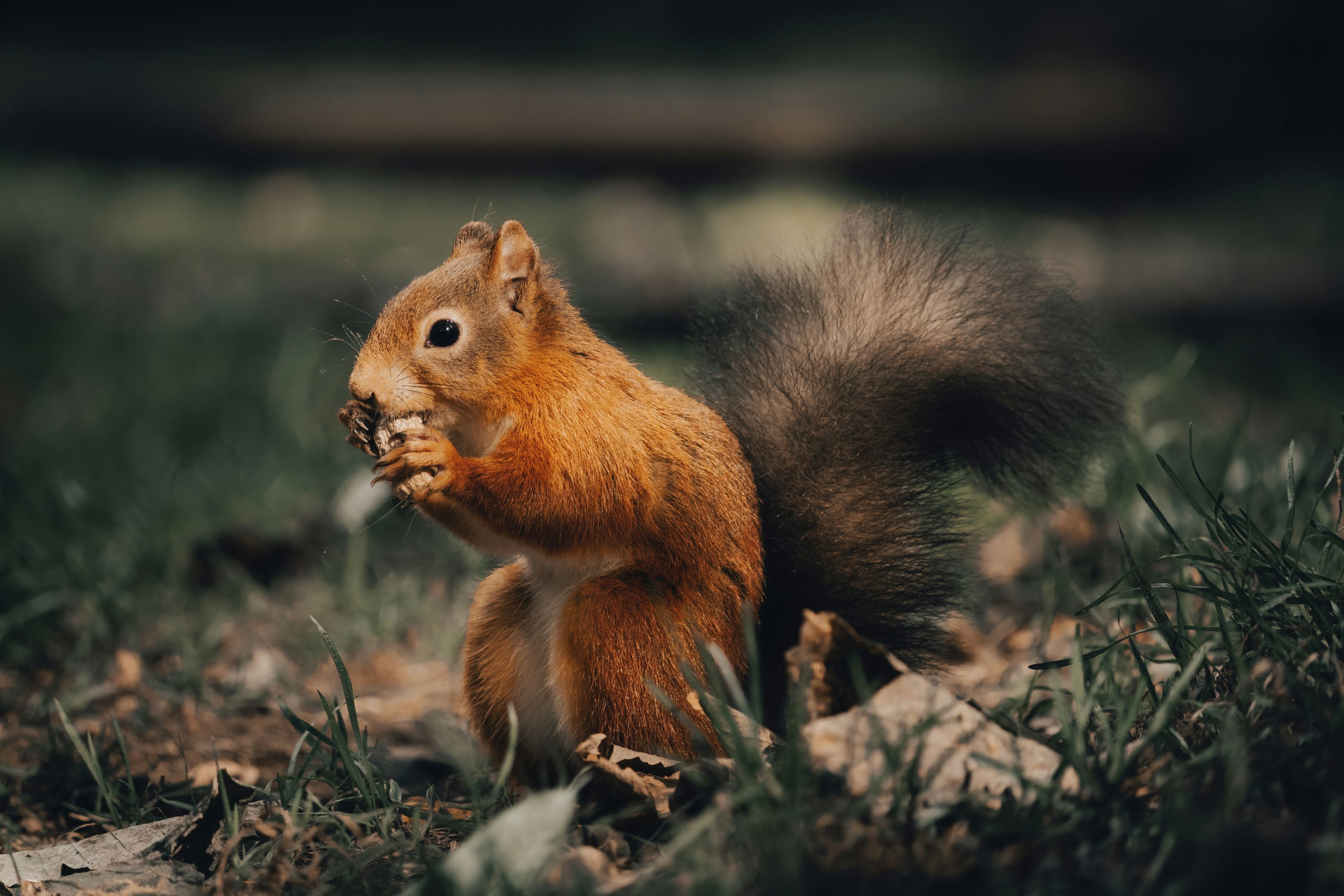 a red squirrel eating a nut in the grass